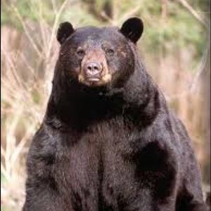 Meet your Posher, Clyde